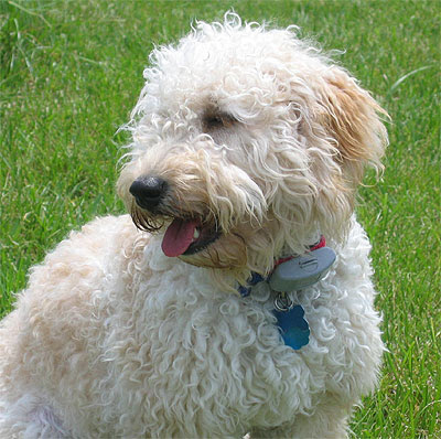 goldendoodle rescue illinois. May I suggest a Golden Doodle?
