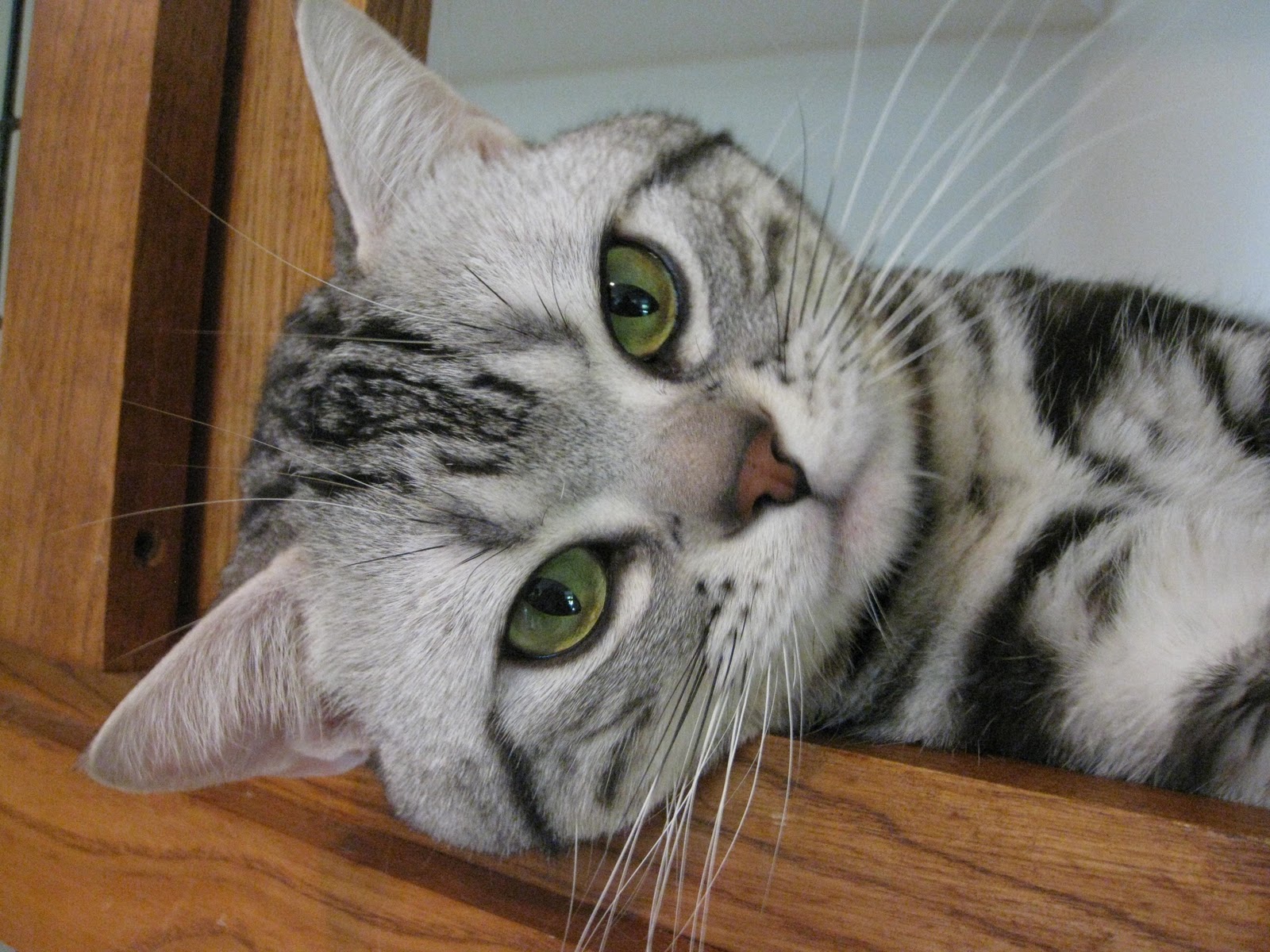 Cat Chat With Caren And Cody: Cat Fanciers' Association ...