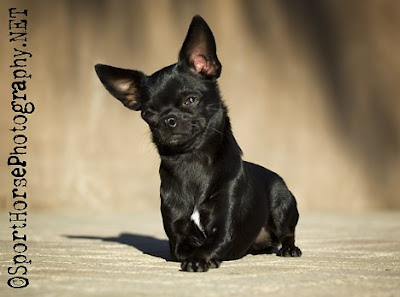 Chihuahua Photography
