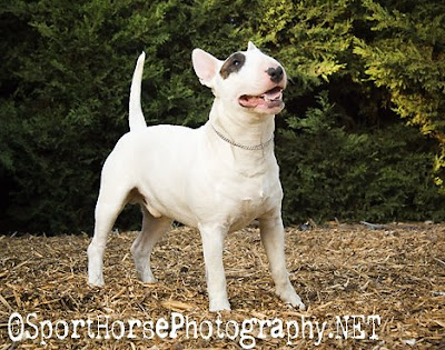 Bull Terrier Brown