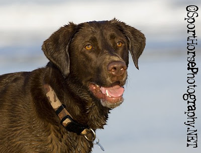 chocolate lab pictures