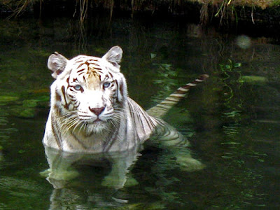 2010 white tiger wallpapers. wallpaper tiger white. 2010 white tiger wallpapers.