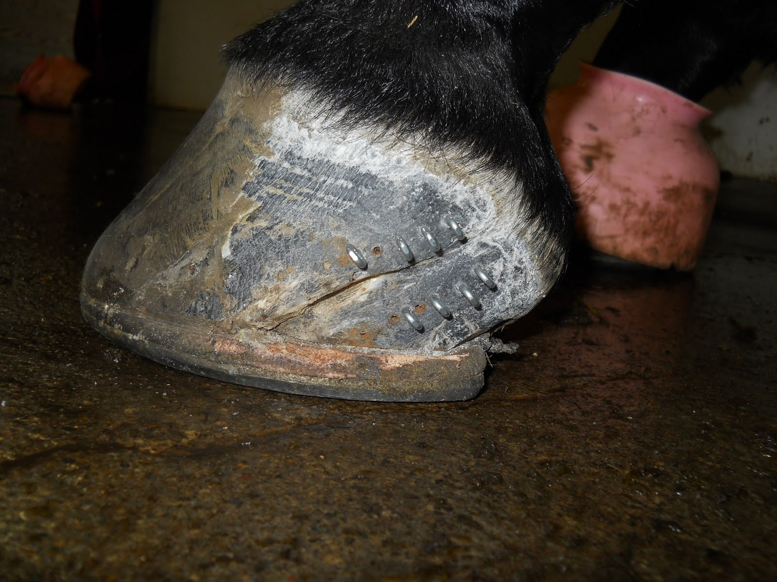 Equine Vet Blog COW Quarter Crack Repair