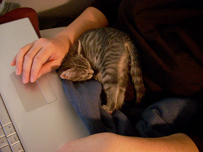Cat On Mac