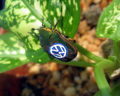 Creative Use Of Insects In Advertising (5) 5