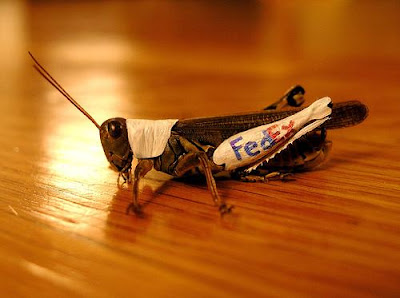 Creative Use Of Insects In Advertising (5) 1