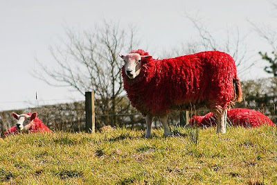 Painted Sheep (7) 5