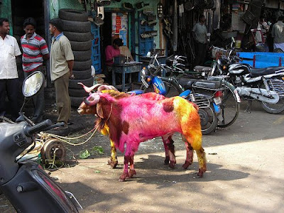 Painted Sheep (7) 6