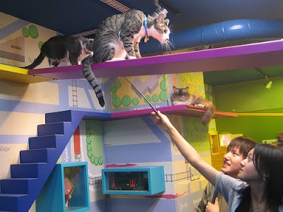 Cat-Friendly House Design - Part: 2 (9) 9