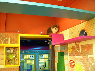 Cat-Friendly House Design - Part: 2 (9) 7
