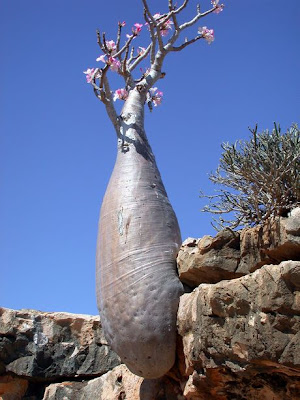 Trees From Socotra Islands (2) 2