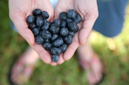 Best Fiber Foods For Ibs Best Fiber Foods For Ibs