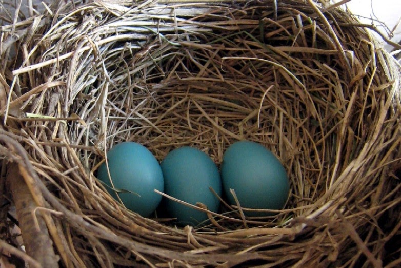 64 In The Box Fly With This Color Box Robin S Egg Blue | 64 in the box fly with this color box robin s egg blue 64 In The Box Fly With This Color Box Robin S Egg Blue | 64 in the box fly with this color box robin s egg blue