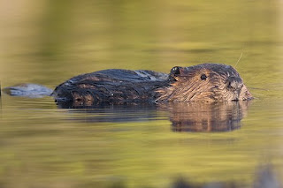 Beaver Swimming