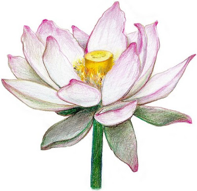 Aquarela Carioca Buda E A Flor De Lotus