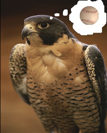 [FALCON.bmp]