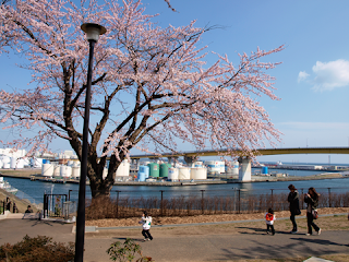 八戸湊町館鼻公園の桜