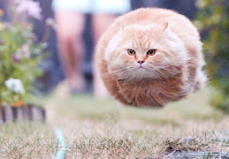 Hoverball cat
