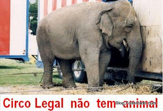 elefante deprimido em circo