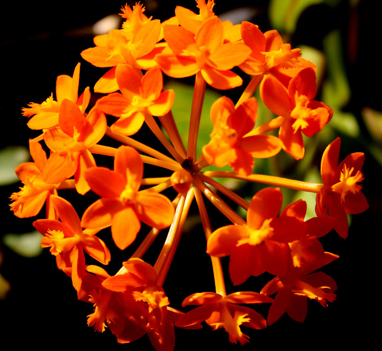 Epidendrum