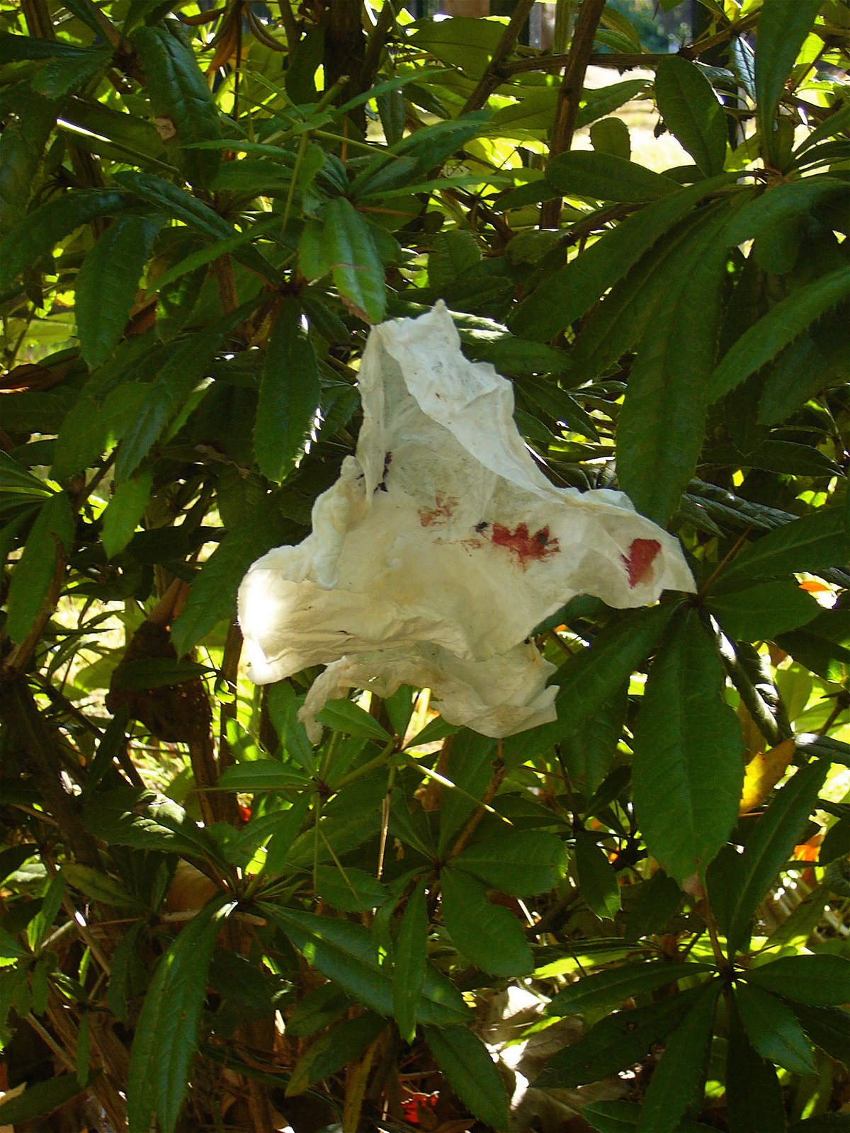 [In+Bloom.JPG]