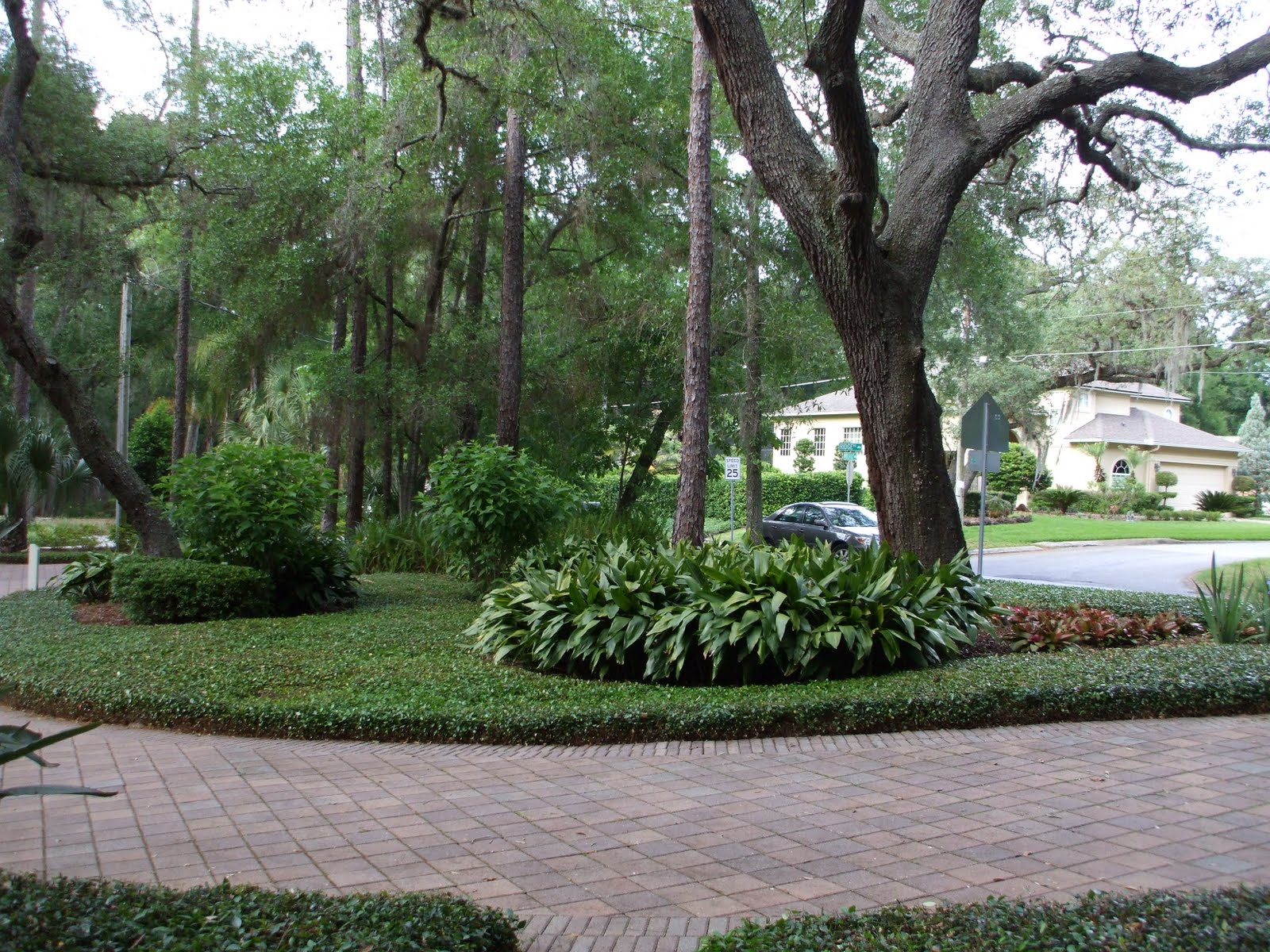 Pin by Jennie Barfield on Outdoors Asian jasmine, Ground