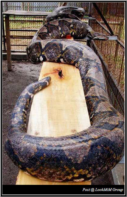 gambar ular - gambar ular besar