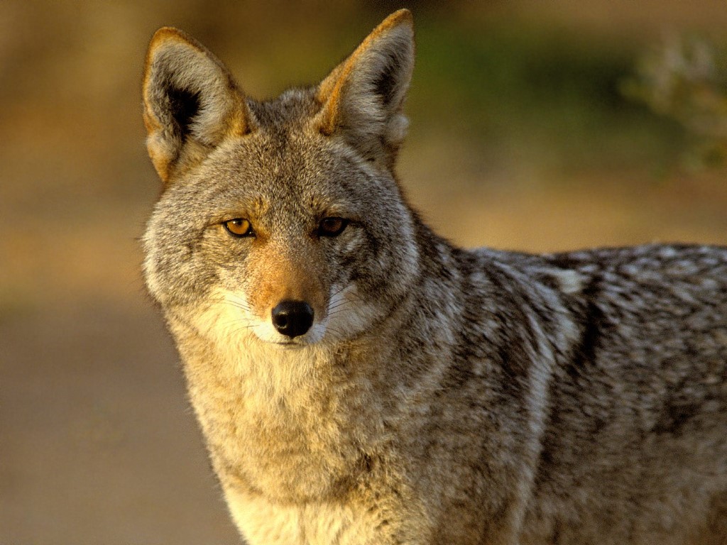 coyote-close.jpg