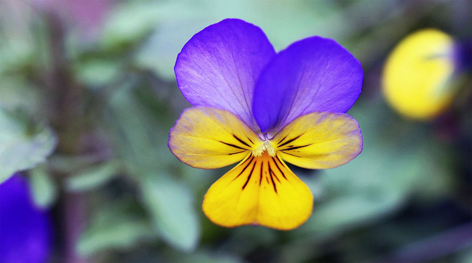 Southern Lagniappe: Blue Flowers