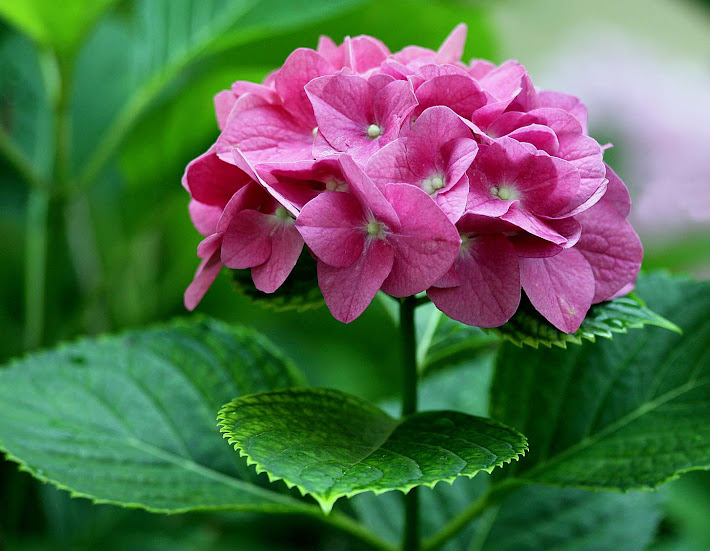 Heavenly Hydrangea