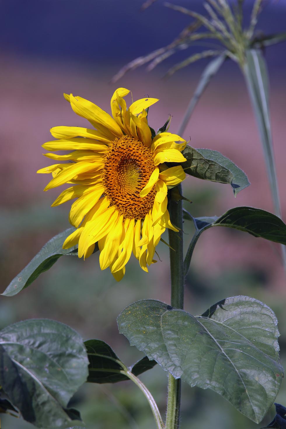 [sunflowerblue2.jpg]