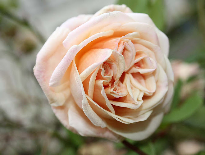 Pastel Rose in Vicksburg Rose Garden