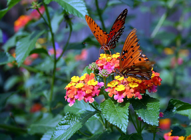 Butterflies on Lantana