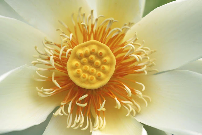 Center of a Lotus Blossom