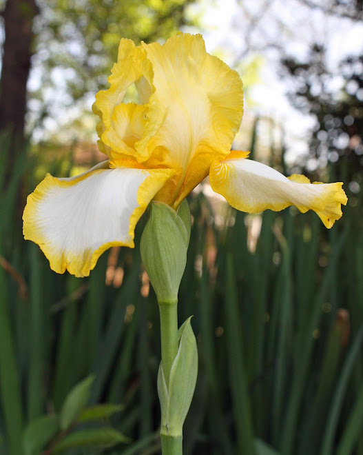 Yellow Ruffled Iris