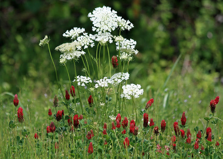 Queen Anne's Lace and Clover