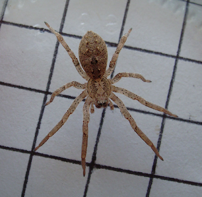 Dans l'antre de l'araignée marrante Zoropsis media était au rendezvous