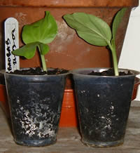 Baobab seedlings - Adansonia Digitata
