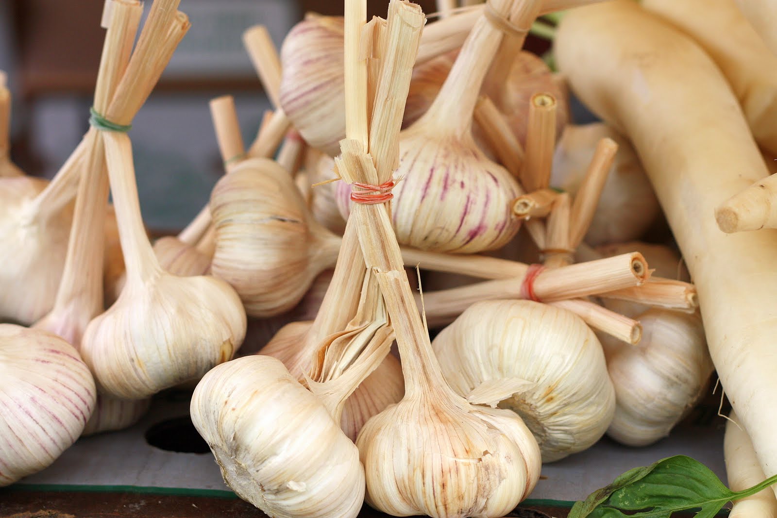 Fresh Local and Best GARLIC CLOVE
