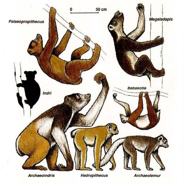 http://4.bp.blogspot.com/_Nvfaevd5go4/TDdzb9JHpMI/AAAAAAAABGY/VXZdTTTFx7I/s1600/Madagascar.JPG