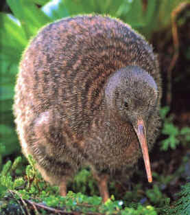 kiwi.jpg