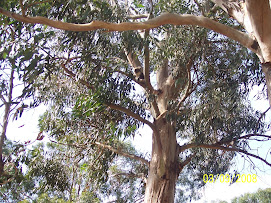 Look closely-theres a koala in this gum tree on Kangaroo Is