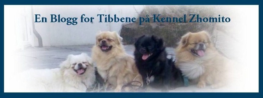 En blogg for Tibbene på Kennel Zhomito