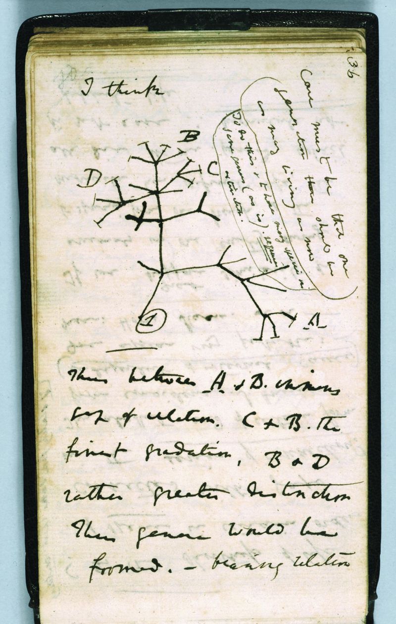 [tree_of_life.jpg]