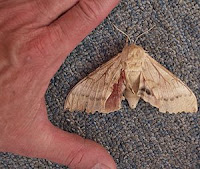 Moth Madness