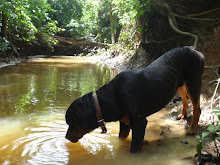 Brutus... o caçador