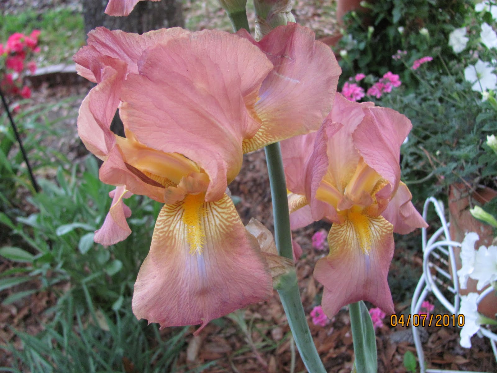More Family and Flowers Iris Name