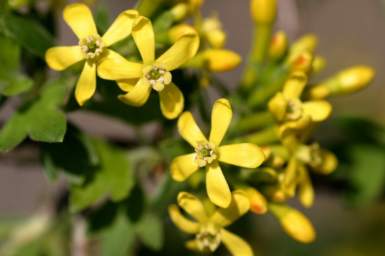Flowering Beauties that Bear Fruit Powell Gardens, Kansas City’s