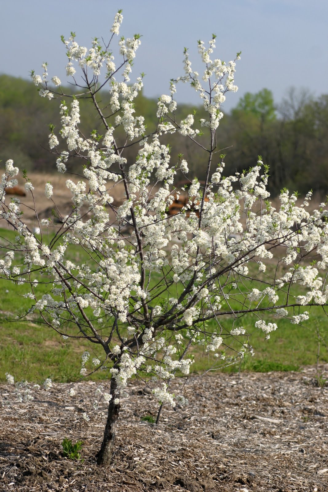 Plums (Prunus americana)