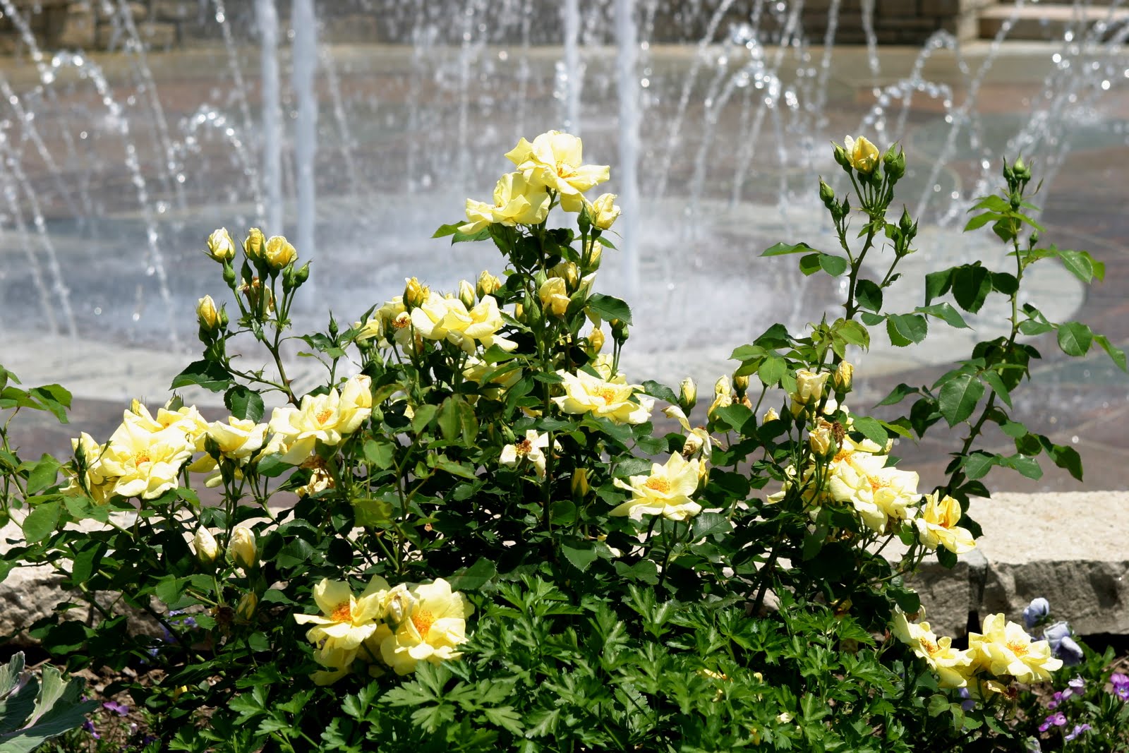 Powell Gardens' Blog Good as Gold in the Landscape